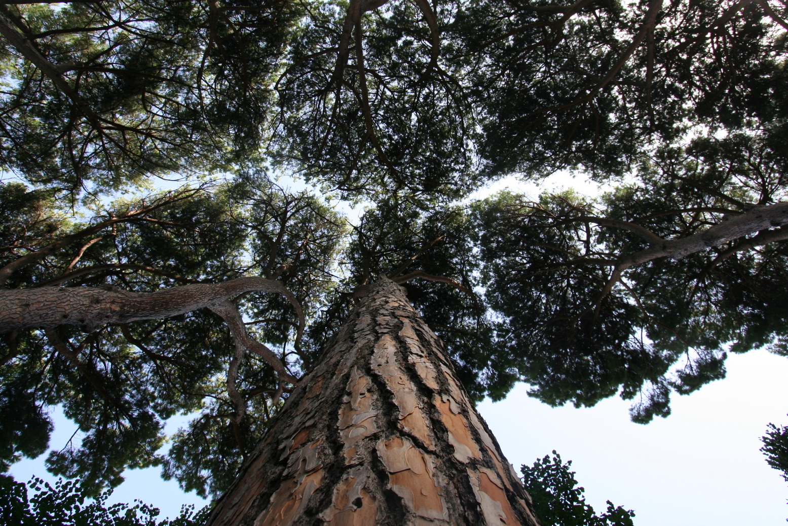 Reggia di Caserta - Pinus Pinea n.0072