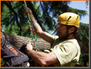 Sistema di sicurezza per i lavori in Treeclimbing (Clicca per ingrandire)