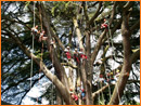 Team Treeclimbing (Clicca per ingrandire)