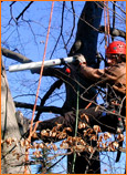 Analisi con Resistograph® in Treeclimbing