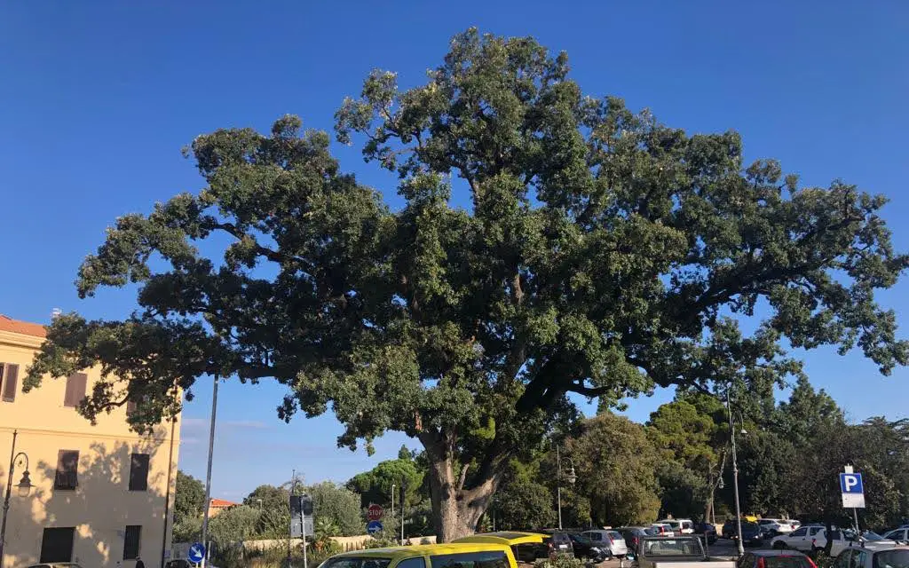 dendrotec potatura alberi