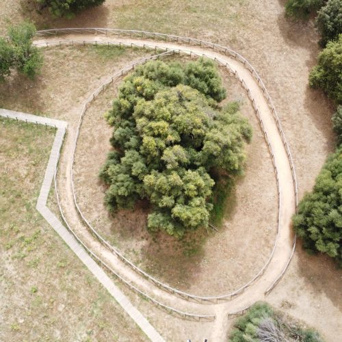 censimenti arborei